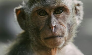Detailed close-up of a long-tailed macaque with expressive eyes, photographed in Bali's natural habitat.