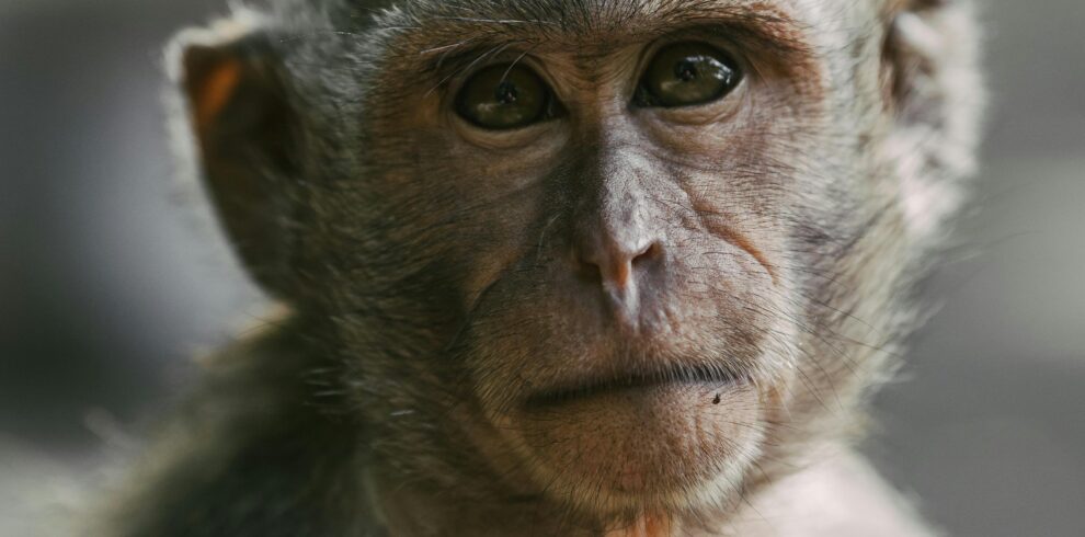 Detailed close-up of a long-tailed macaque with expressive eyes, photographed in Bali's natural habitat.