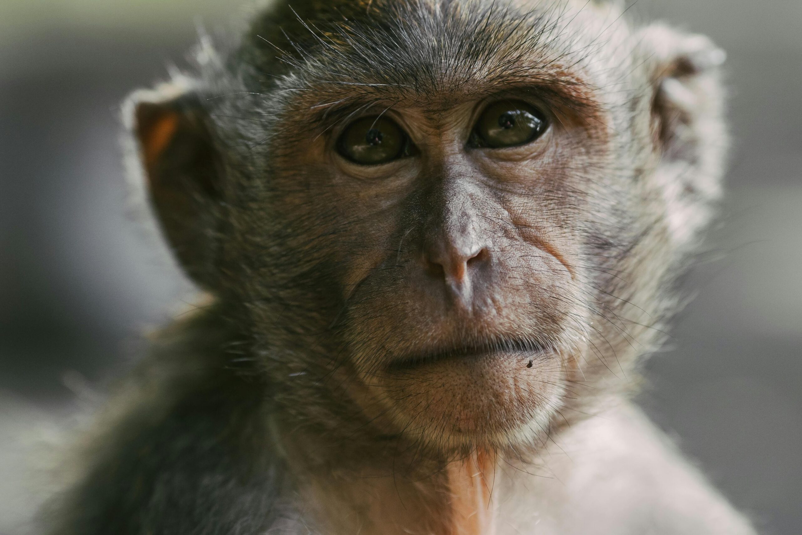 Detailed close-up of a long-tailed macaque with expressive eyes, photographed in Bali's natural habitat.